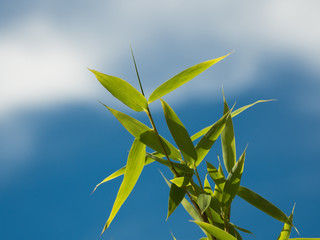 Bamboo against the blue and white sky