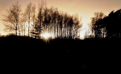 Black and white horror landscape/ This is a sunset behind dark trees.