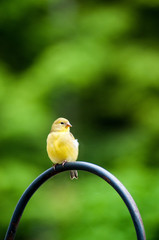 Baby yellow finch