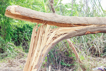 Broken tree Impact of wind storms.