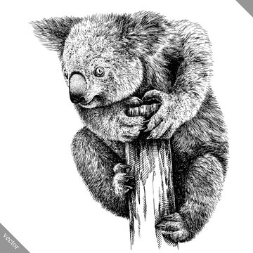 black and white engrave isolated Koala vector illustration