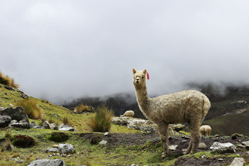 Alpaca - Vicugna Pacos