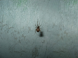 Night little spider posing for the camera.