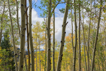 Fototapeta premium Fall in the Mountains