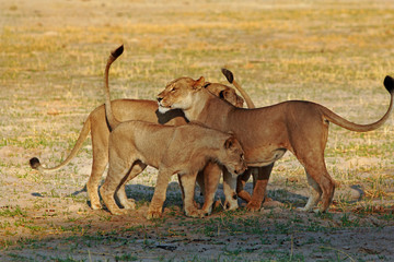 A pride of lions meeting up and greeting eachother on the plains of Hwange National Park, Zimbabwe.  These lions were  'Cecil's Pride' in November 2012