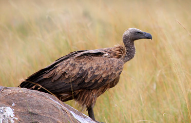 Black Backed Vulture standing on the plains of the masai mara next to a carcass