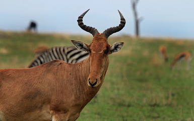 A Hartebeest stands on the African plains with a variety of animals in the distance, masai mara, Kenya