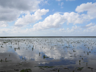 Wadden sea area