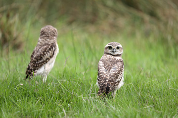 Burrowing Owl