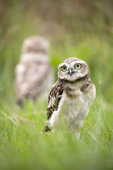 Burrowing Owl