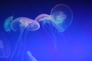 jellyfish in St. Petesburg's oceanarium