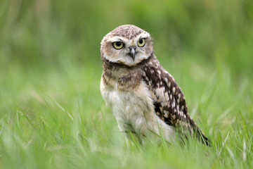 Burrowing Owl