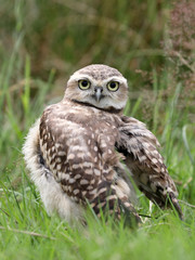 Burrowing Owl