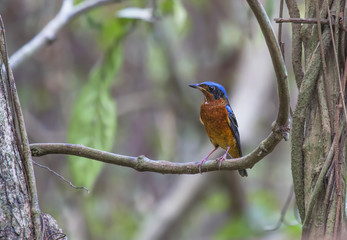 white-throated rock-thrush 