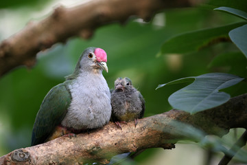 Beautiful fruit dove