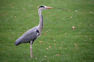 Fototapeta premium Blue Heron