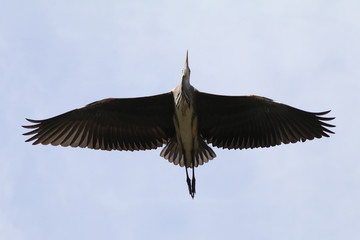 Blue Heron in flight