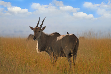 Adult Eland (Taurotragus oryx) standing on the dry plains in the Masai Mara, Kenya with a blue cloudy sky and an oxpecker on its back