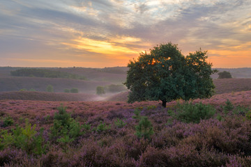 Blooming heather the Posbank, National park the Veluwe