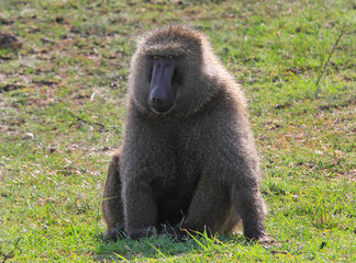 A Large Alpha Male Babboon sitting on the lush green grass on the African Plains