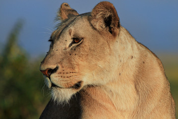 Fototapeta na wymiar Side view of a lone lioness looking alert. She has lots of flies covering her face. Masai Mara, Kenya