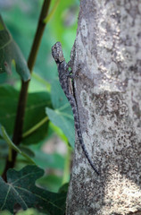 Gekko, Eidechse, Agame am Baumstamm 