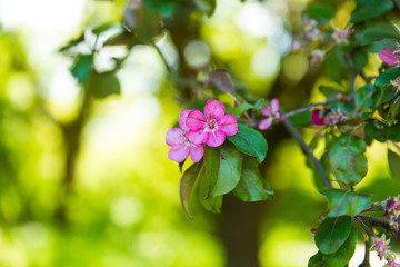 Close up of blooming tree of pink flowers in spring garden. Spring time in nature. 