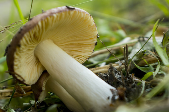 mushroom russet