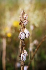 Schnecken am Halm