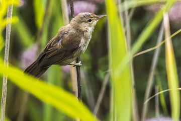 Teichrohrsänger (Acrocephalus scirpaceus)