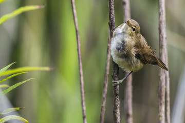 Teichrohrsänger (Acrocephalus scirpaceus)