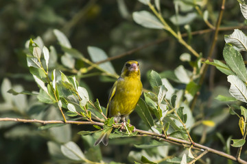 Grünfink (Carduelis chloris)