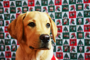 Gold labrador retriever in red sweater on christmas background