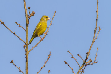 Grünfink (Carduelis chloris)