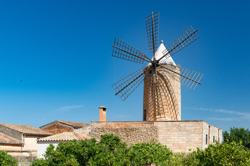 Mallorcan grain mill behind citrus trees - 5368