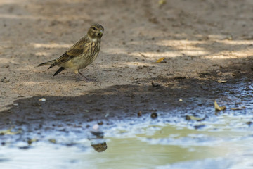 Bluthänfling (Carduelis cannabina)