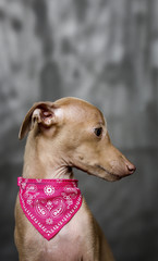 Portrait of little italian greyhound