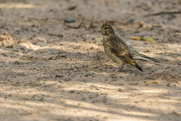 Bluthänfling (Carduelis cannabina)
