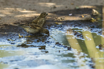 Bluthänfling (Carduelis cannabina)