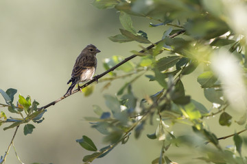 Bluthänfling (Carduelis cannabina)