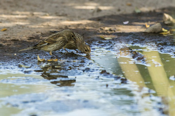 Bluthänfling (Carduelis cannabina)