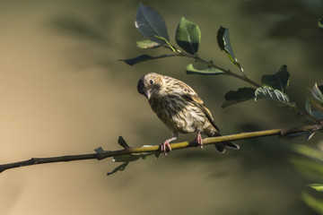 Bluthänfling (Carduelis cannabina)