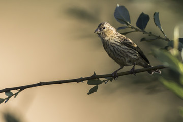 Bluthänfling (Carduelis cannabina)