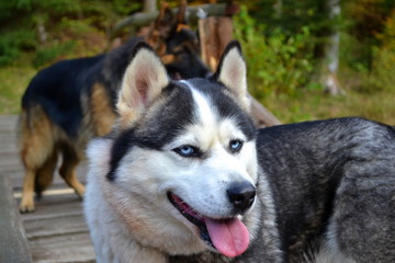 husky