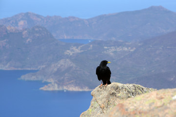 black raven standing on a rock above the sea