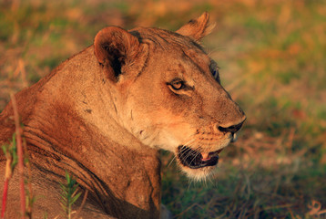 Side profile of a Lone Lioness face bathed in natural Golden light with a natural grass background in South Luangwa National Park, Zambia