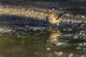 Bluthänfling (Carduelis cannabina)
