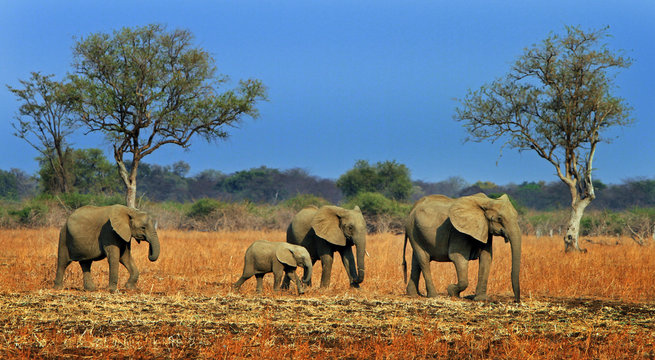 A small herd of elephants walking across the African plains with a vibrant blue sky in South Luangwa National Park, Zambia, Africa