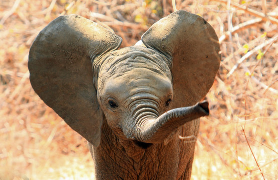 An adorable baby African Elephant with ears flapping and trunk extended in South Luangwa National Park, Zambia.  Motion blur is visible on the tip of the trunk