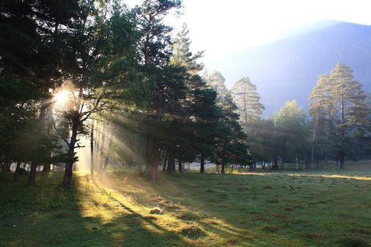 Fototapeta Beautiful forest in the morning light